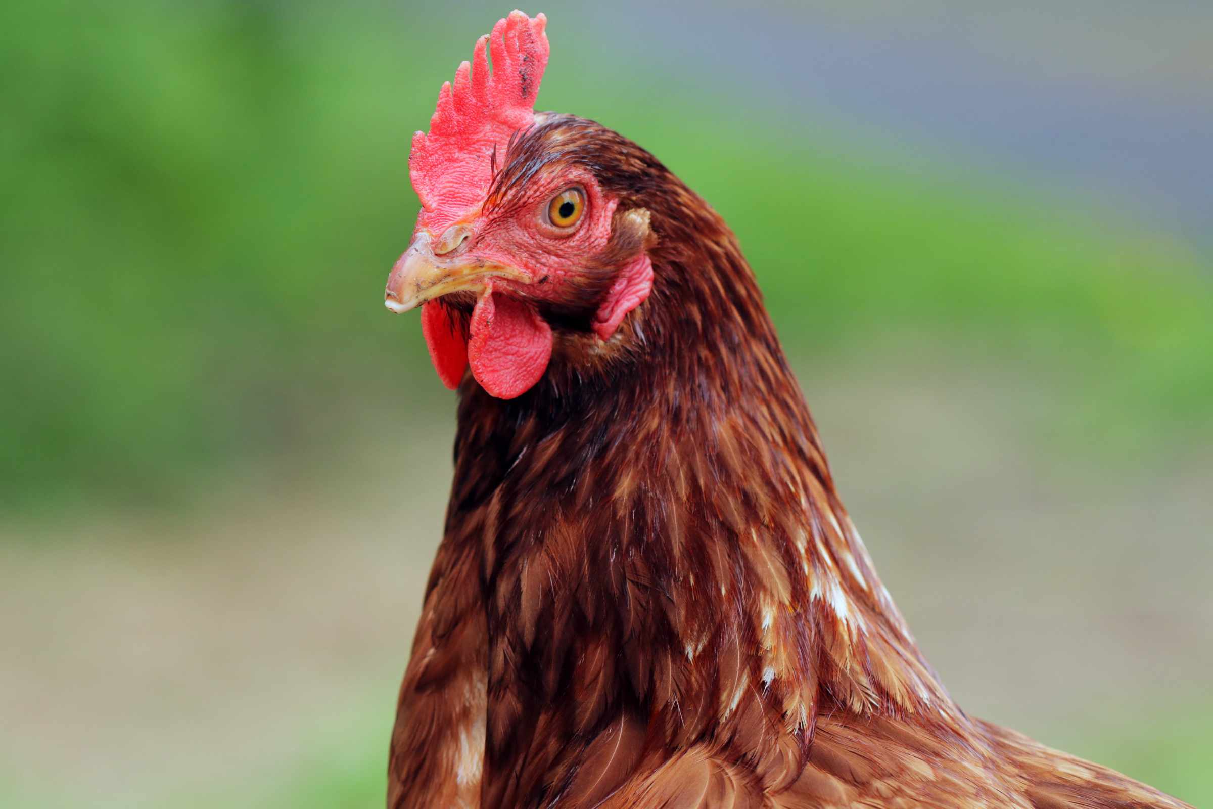 Can Hens Produce Eggs Without A Rooster?