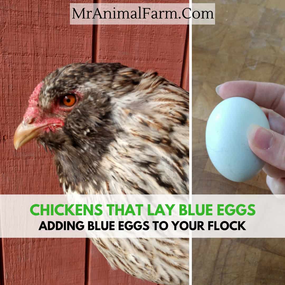 Care And Feeding Of Chickens That Lay Blue Eggs