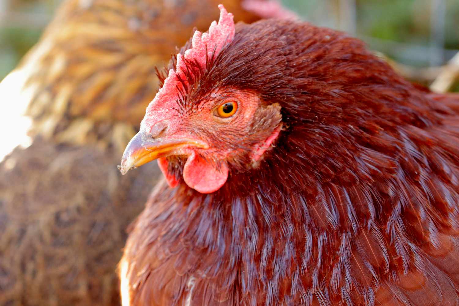 Care Considerations For Rhode Island Red Chickens