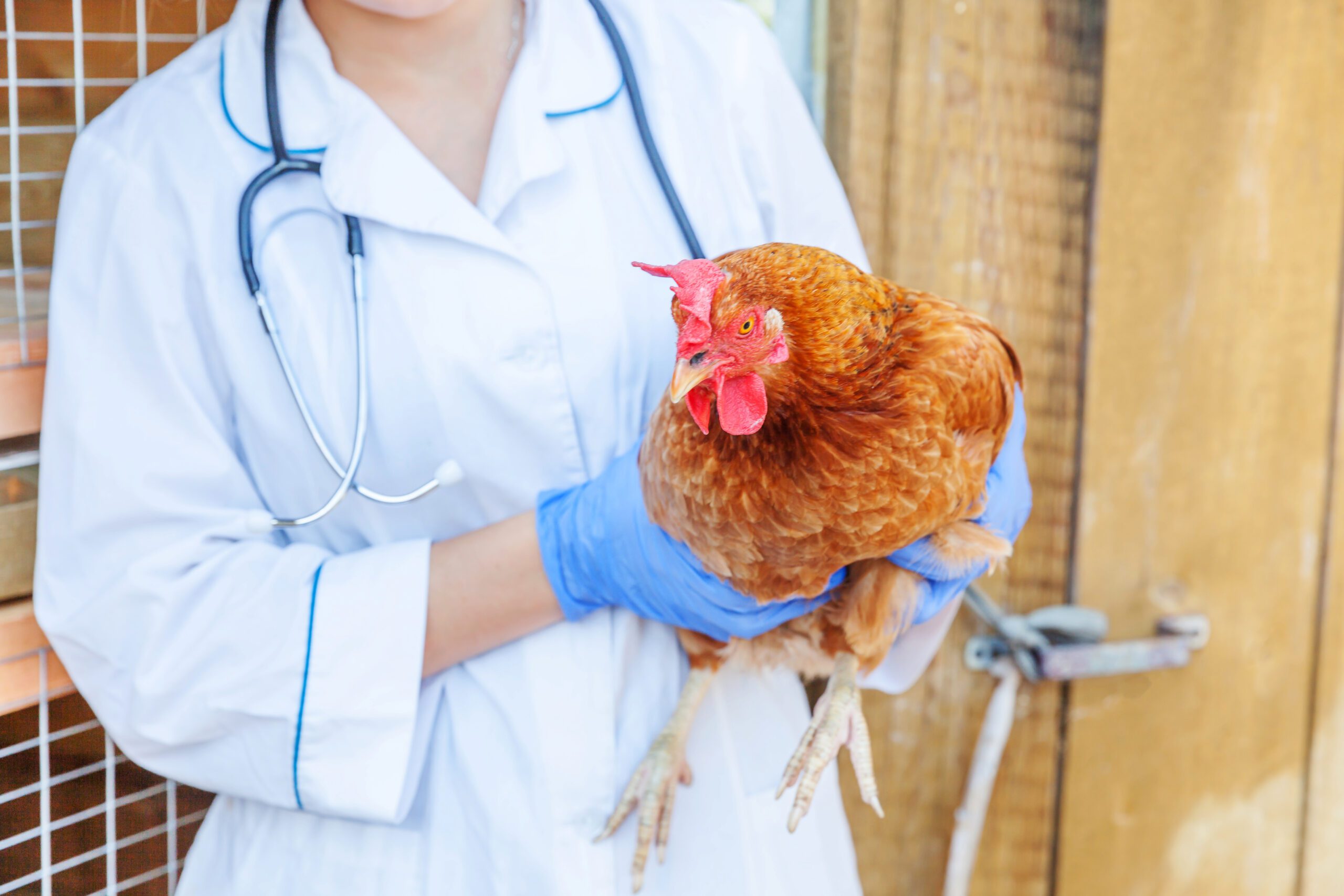 Caring For The Rooster During Illness
