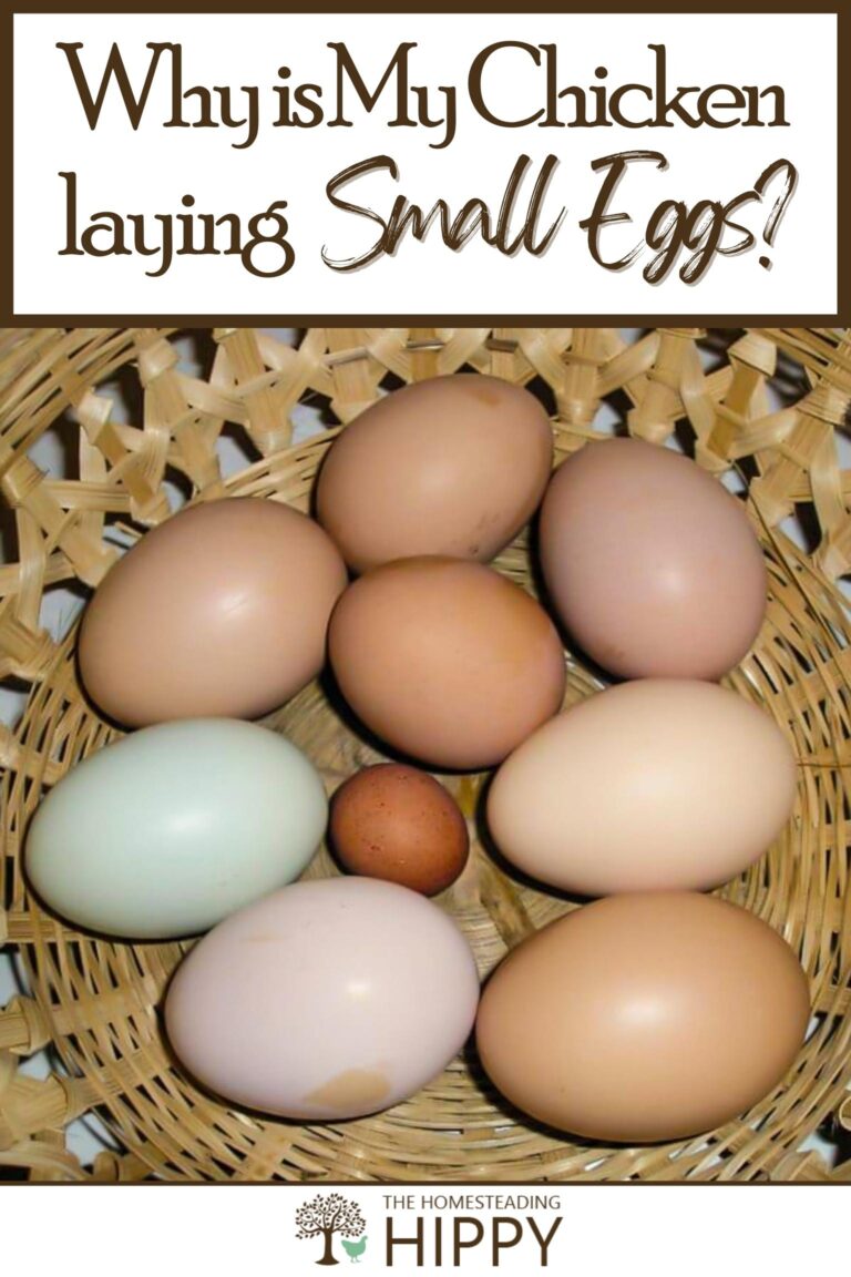 Causes Of Chickens Laying Small Eggs