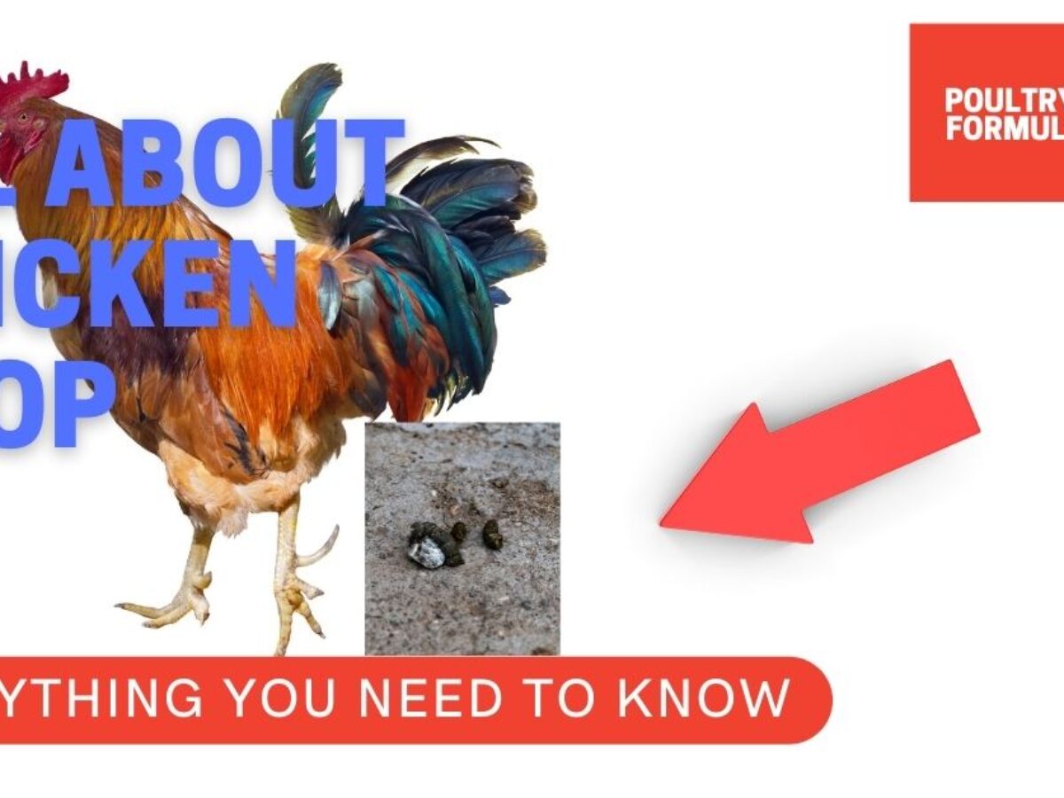 how-to-identify-and-treat-chicken-runny-poop-in-chicken-husbandry