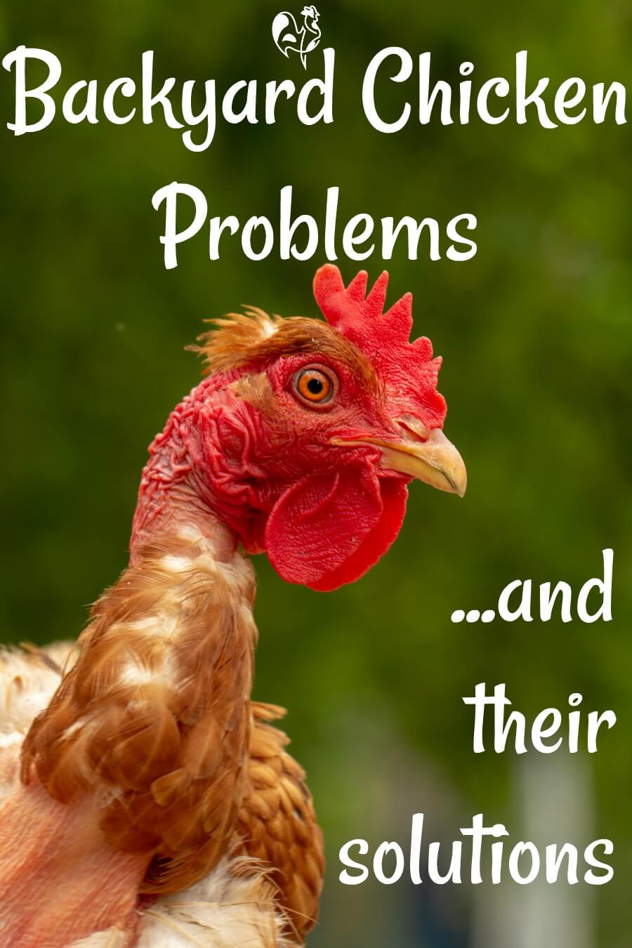 Challenges In Chicken Husbandry