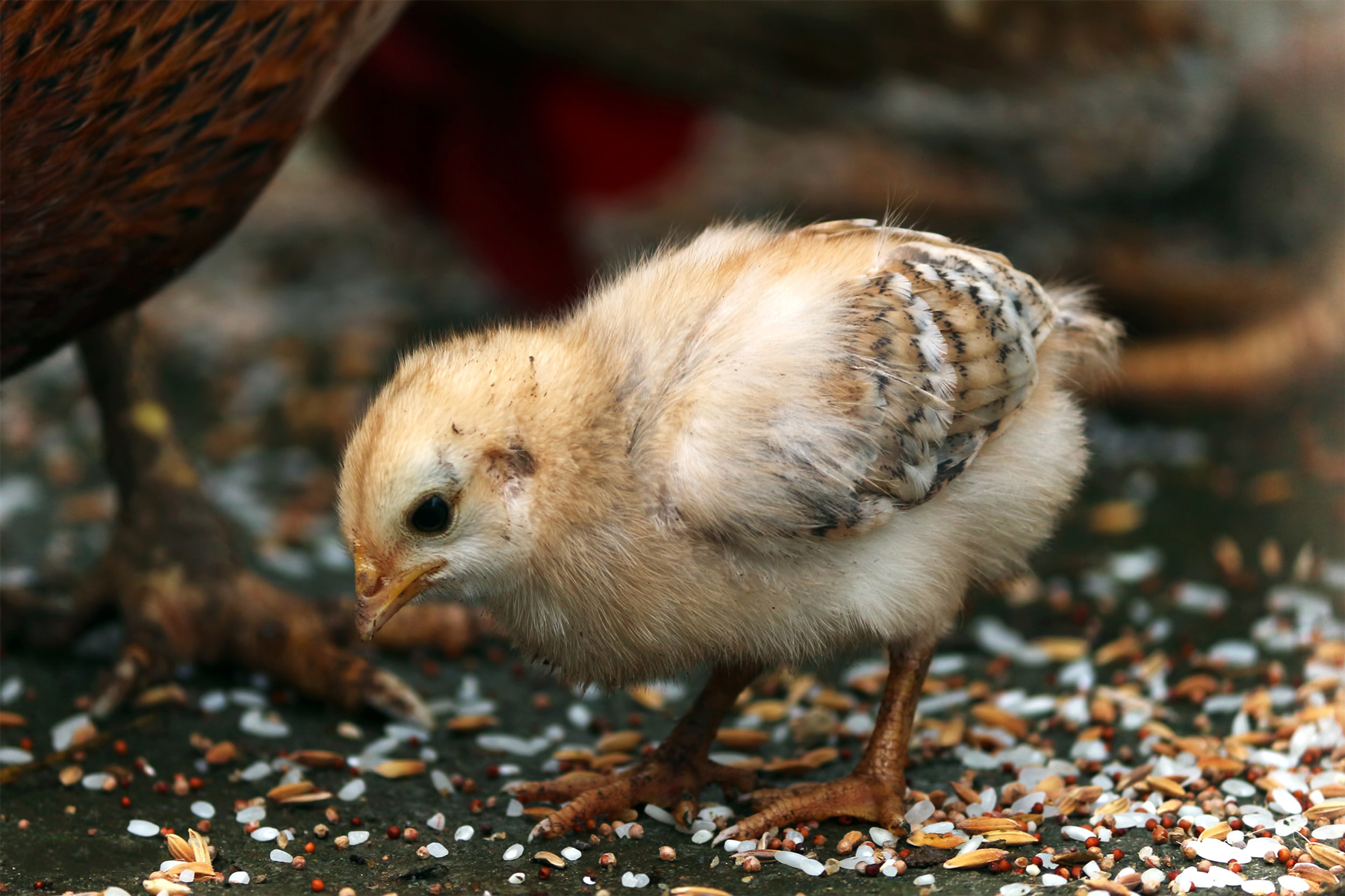 Challenges In Hatching A Chicken Without Shell