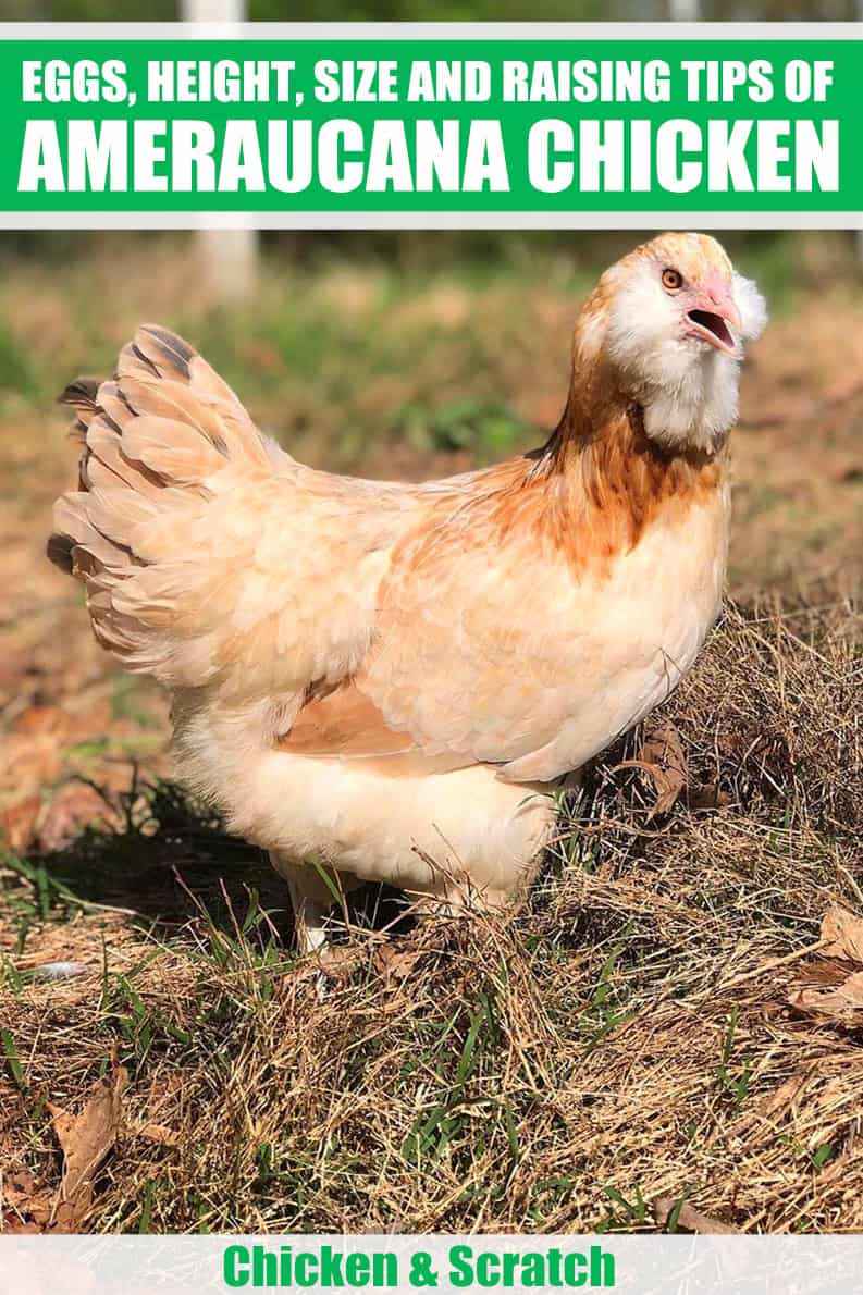 Characteristics Of Ameraucana Chickens
