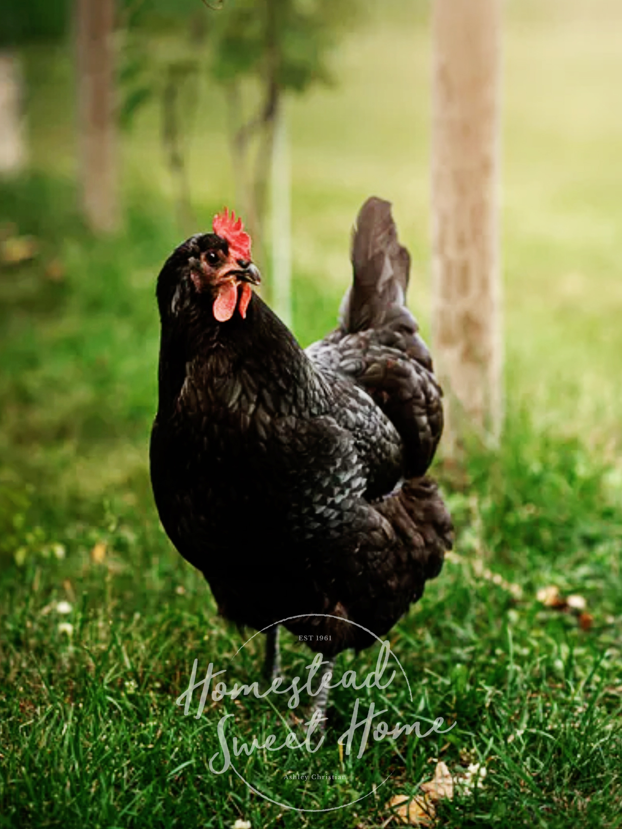 Characteristics Of Black Chicken Breeds