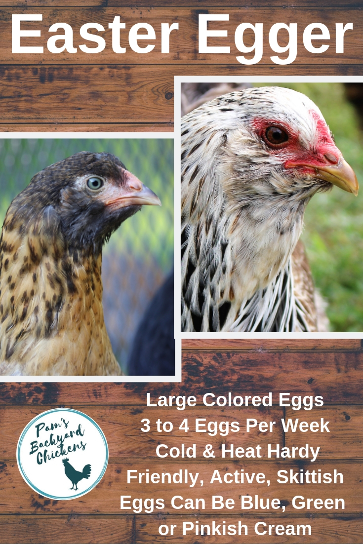 Characteristics Of Easter Egg Chicken Breeds