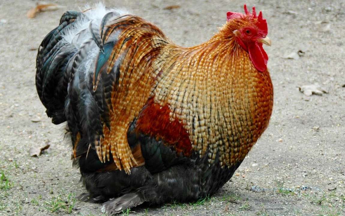 Characteristics Of Roosters