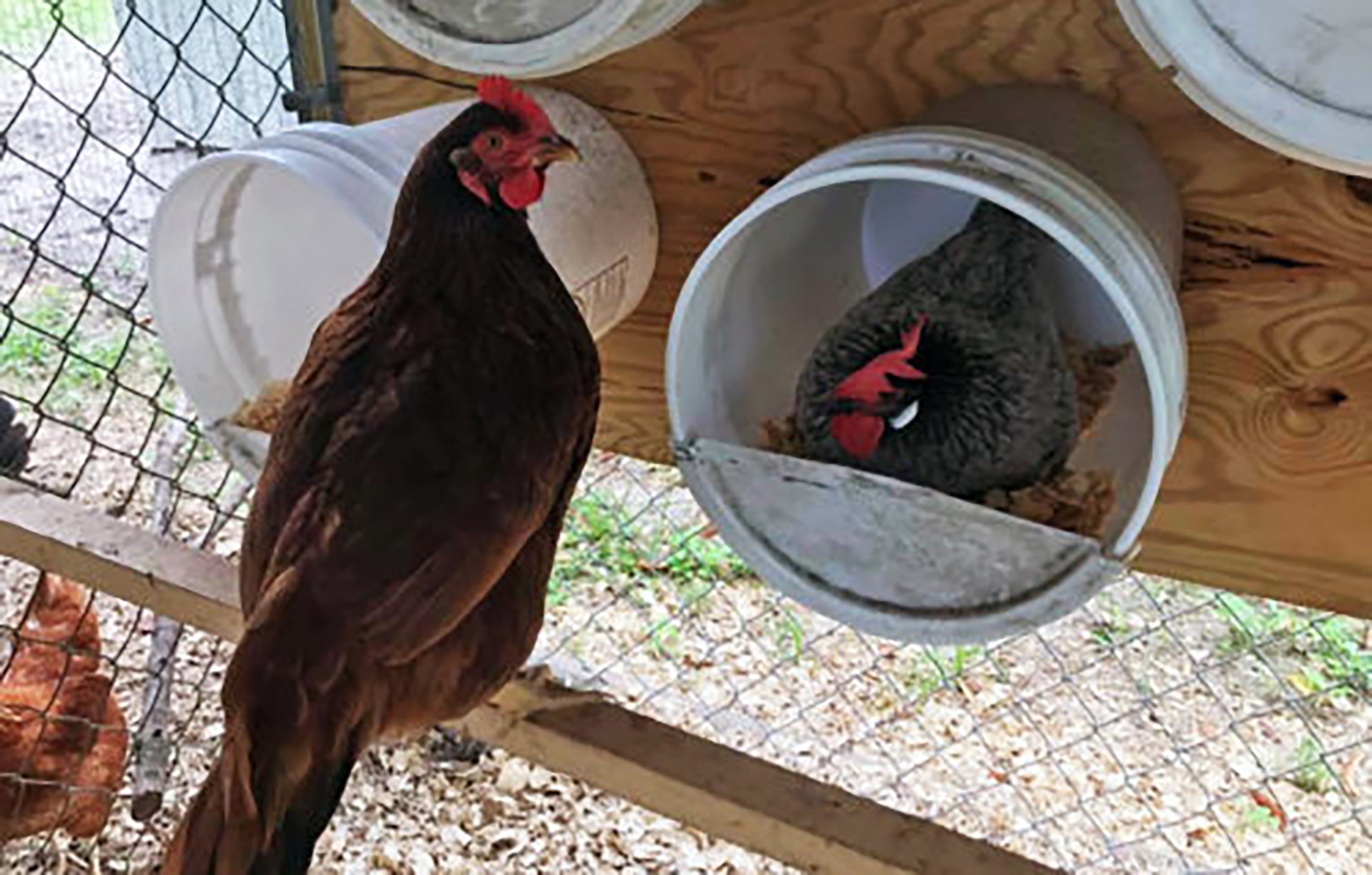 Cheap Chicken Nesting Boxes