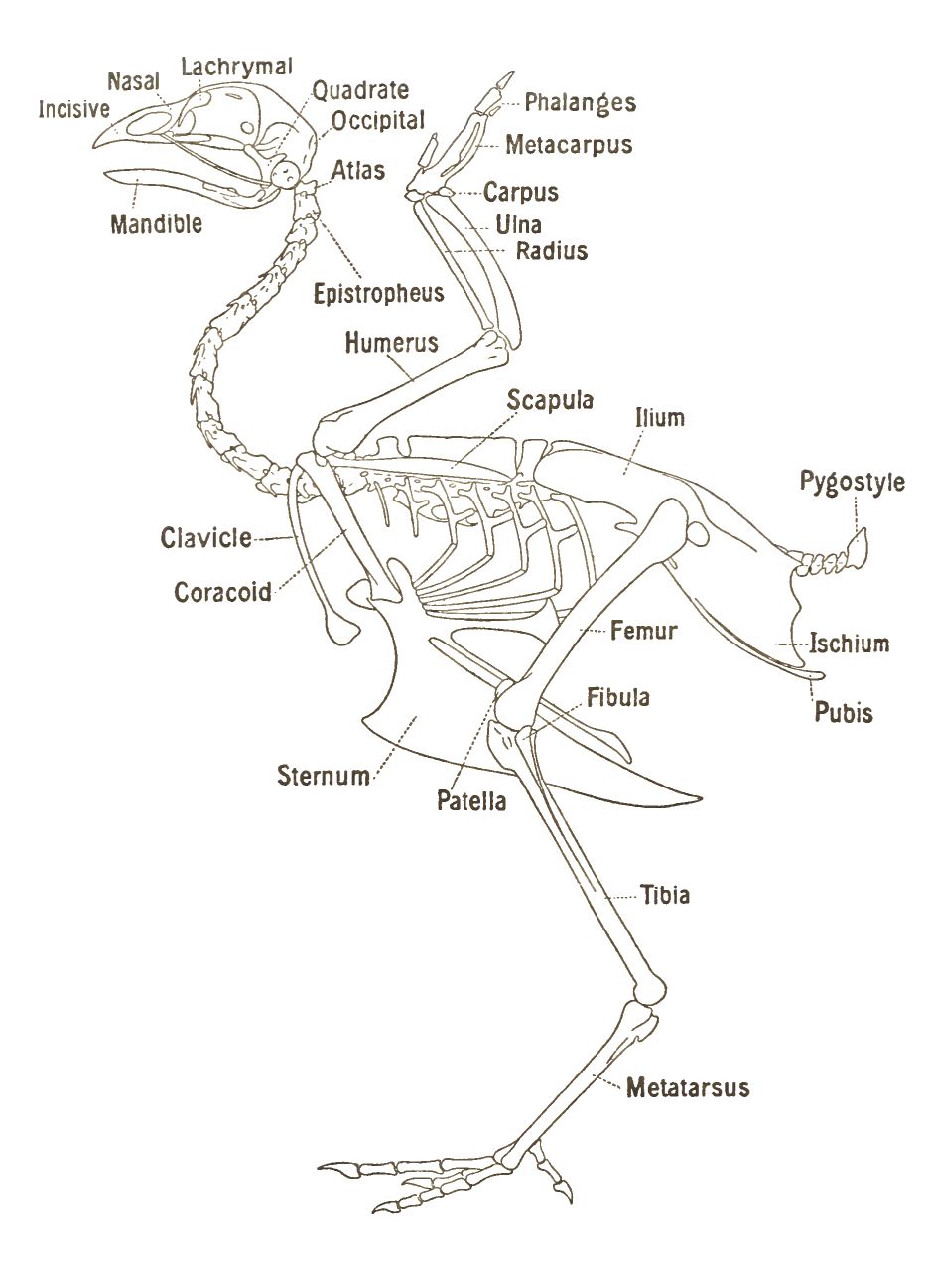 Chicken Anatomy