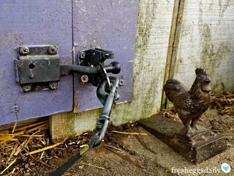 Secure Your Chicken Coop Today The Best Locks For Chicken Husbandry 