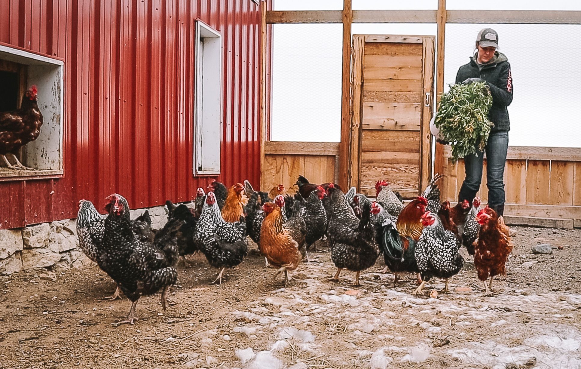 Chicken Feed