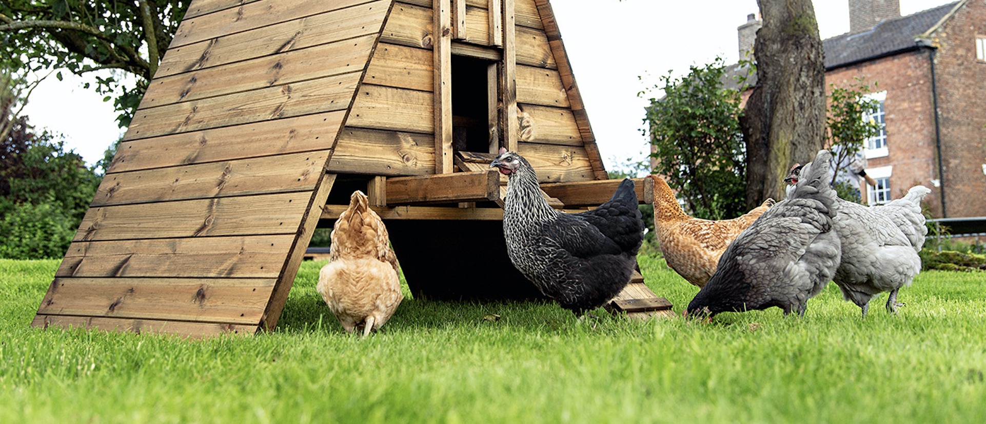 Chicken Husbandry