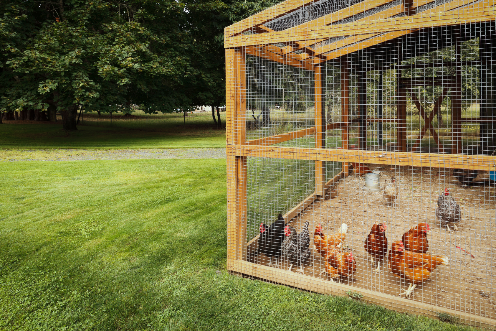 Choosing The Best Lock For Your Chicken Coop