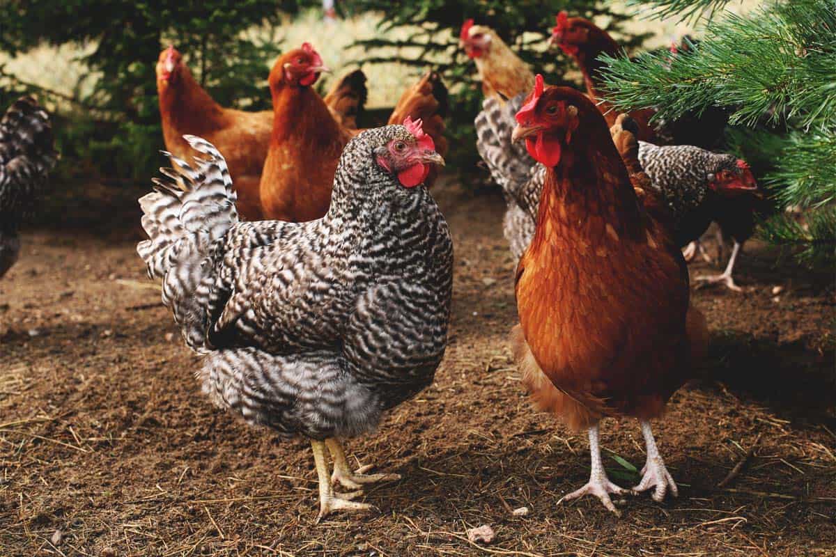 Choosing The Right Chicken Breed For A Cold Weather Chicken Coop