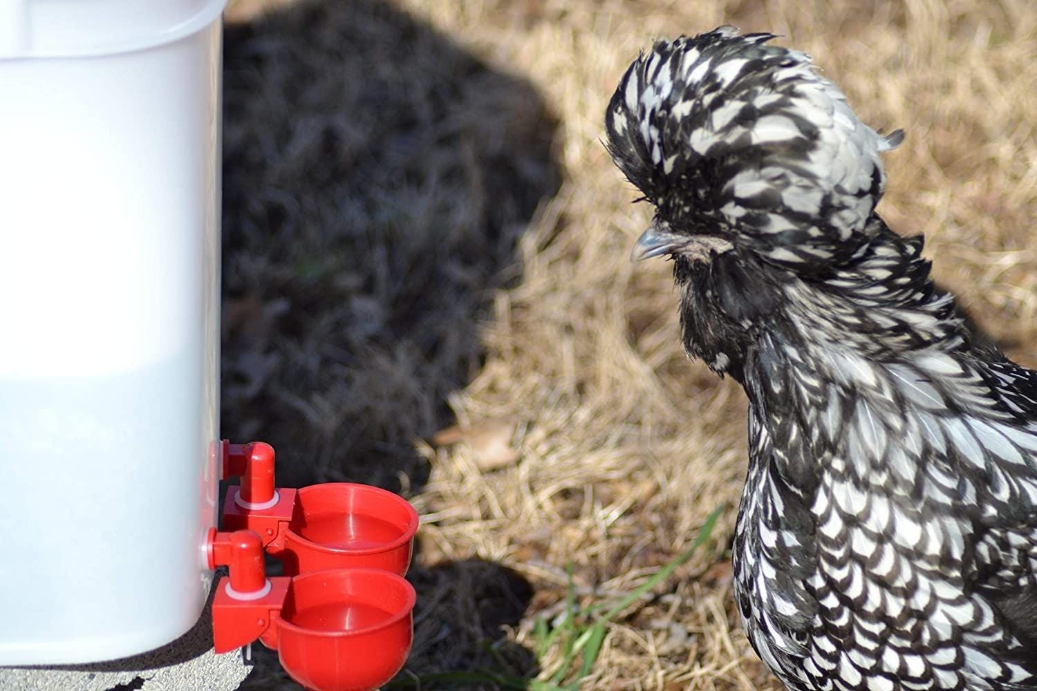 Choosing The Right Chicken Water Container