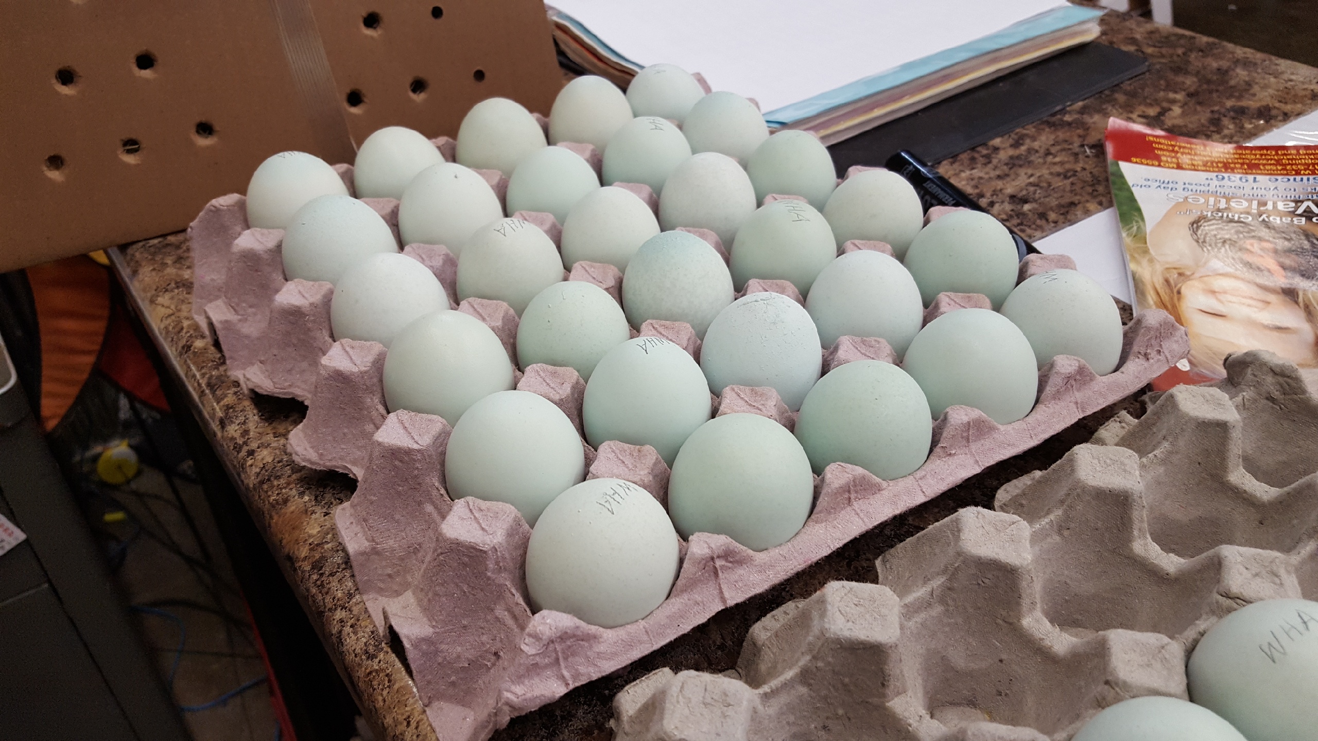 Commercial Production Of Blue Eggs