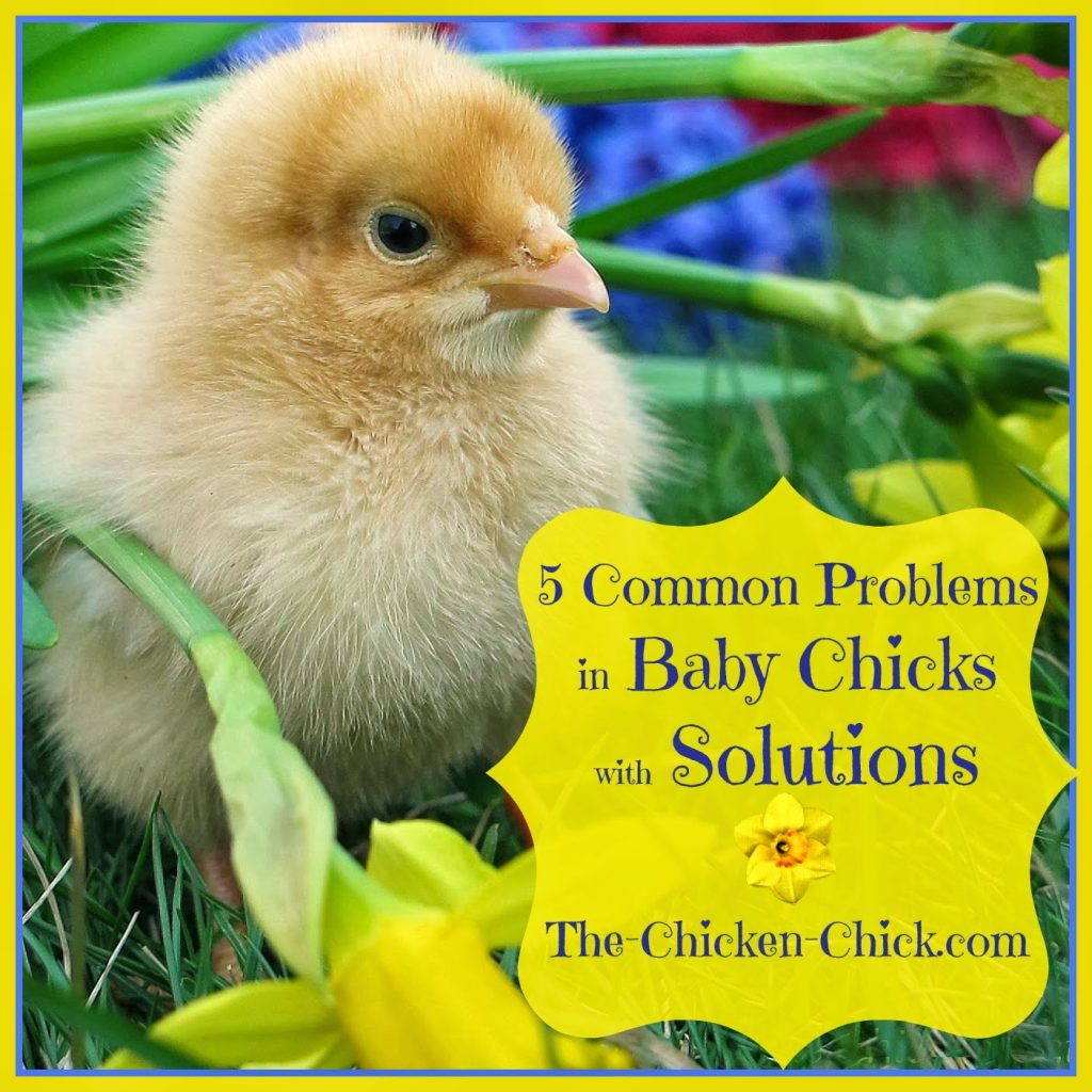 Common Behavior Issues With Old Chickens