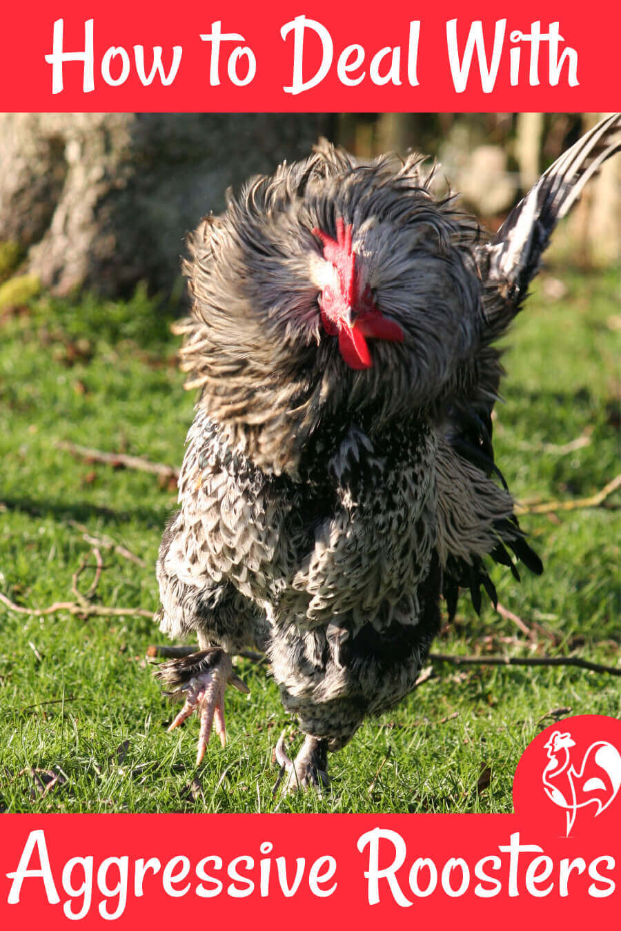 Common Behavioural Issues With Roosters And Hens