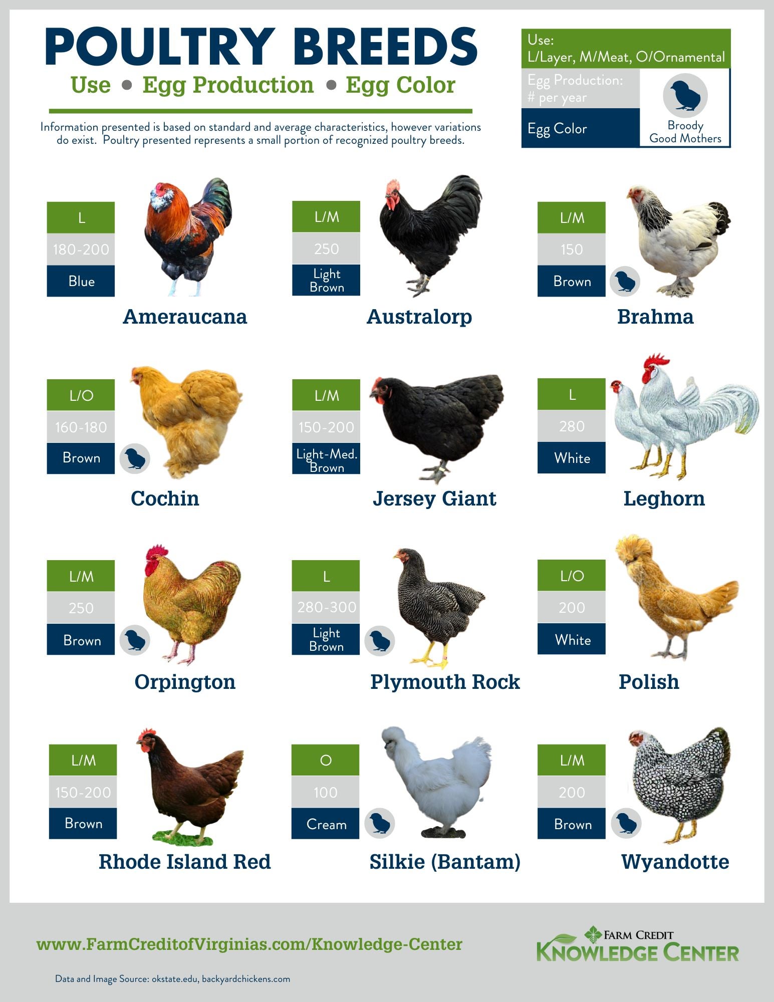 Common Chicken And Hen Behaviour