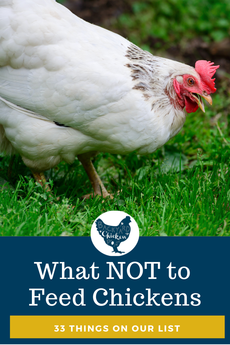 Common Foods Not To Feed Chickens