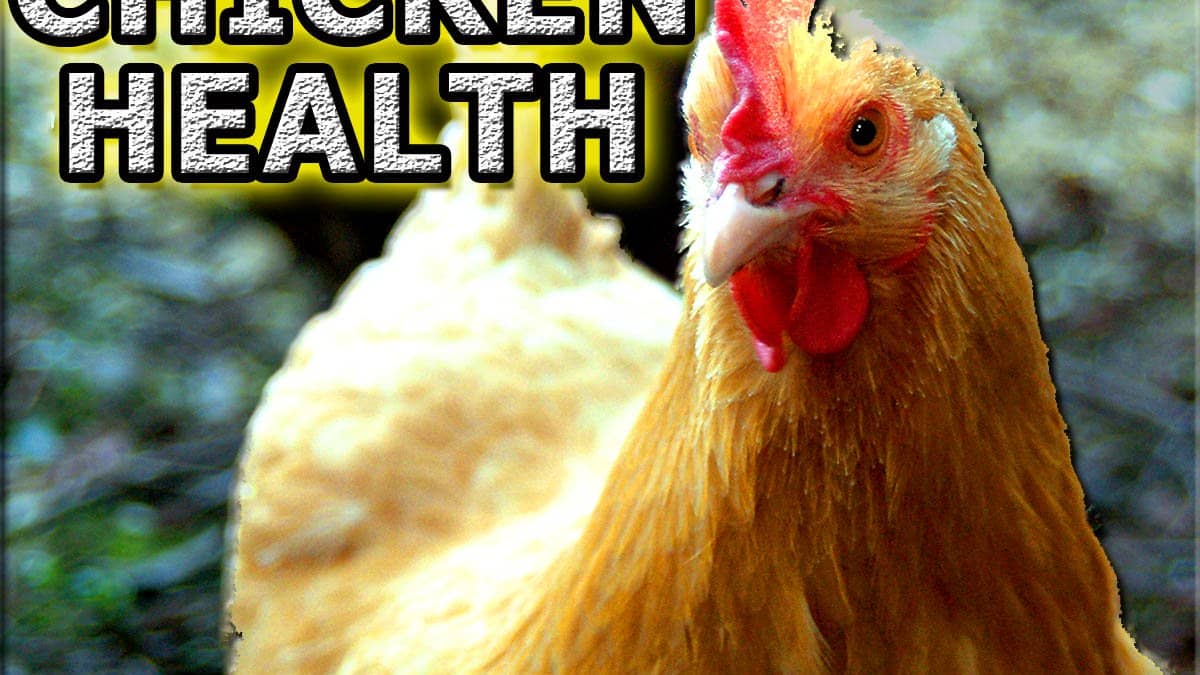 Common Health Issues With Roosters And Hens