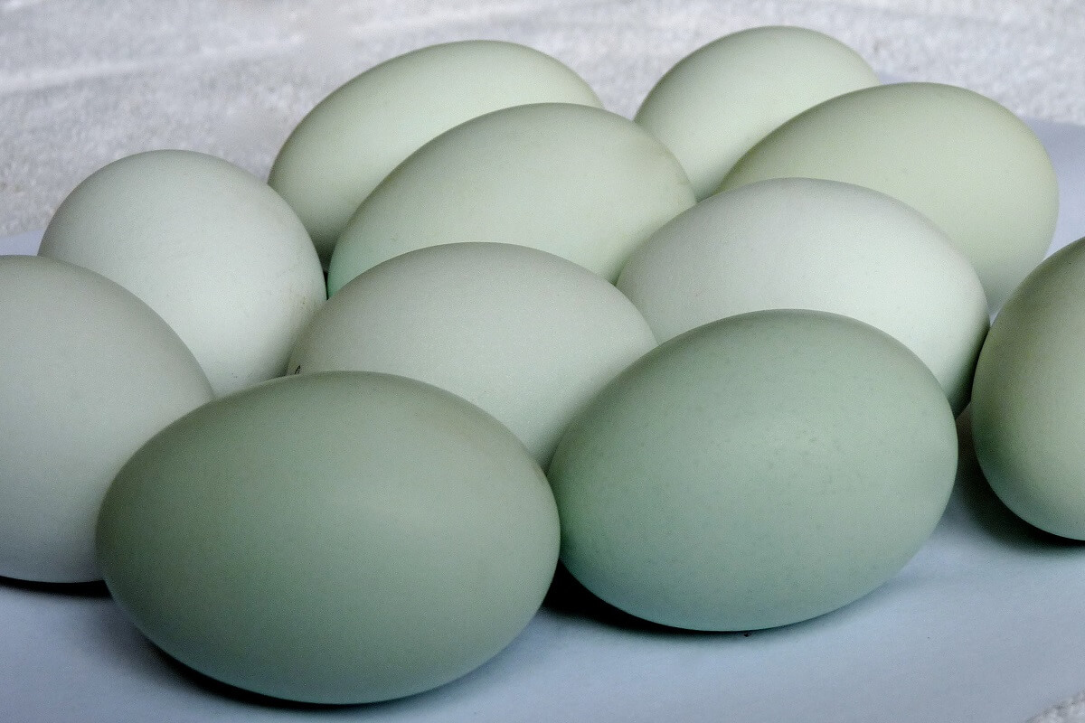 Cons Of Raising Chickens That Lay Blue Green Eggs