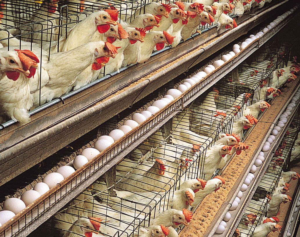 Creating A Successful Chicken Husbandry Environment