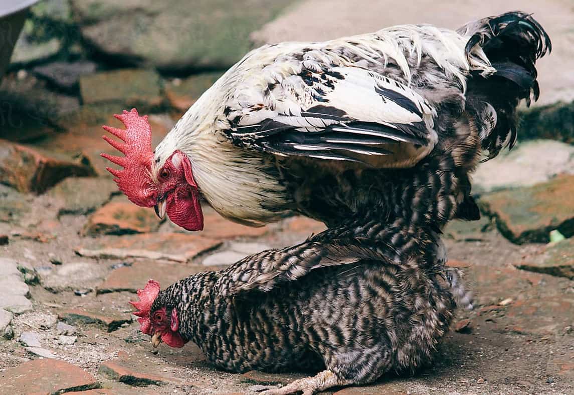 Description Of Chicken On A Nest Technique