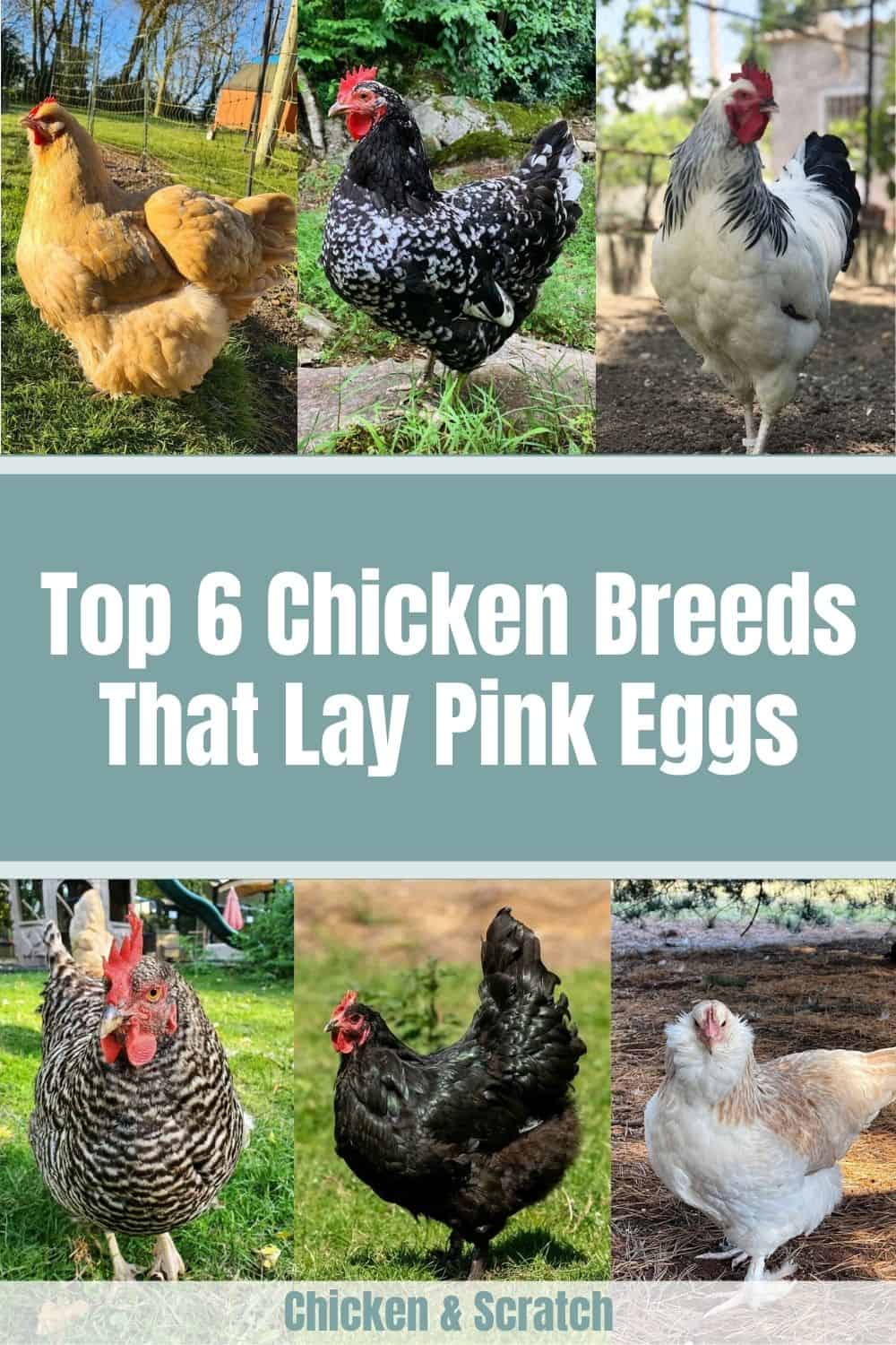Diet And Care Of Pink Egg Layers