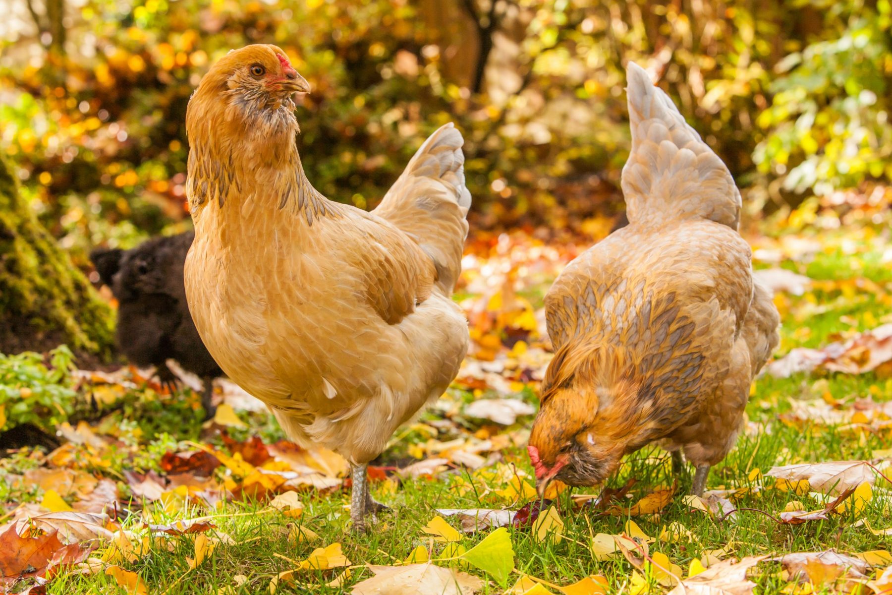 Disadvantages Of Feeding Chickens Cat Food