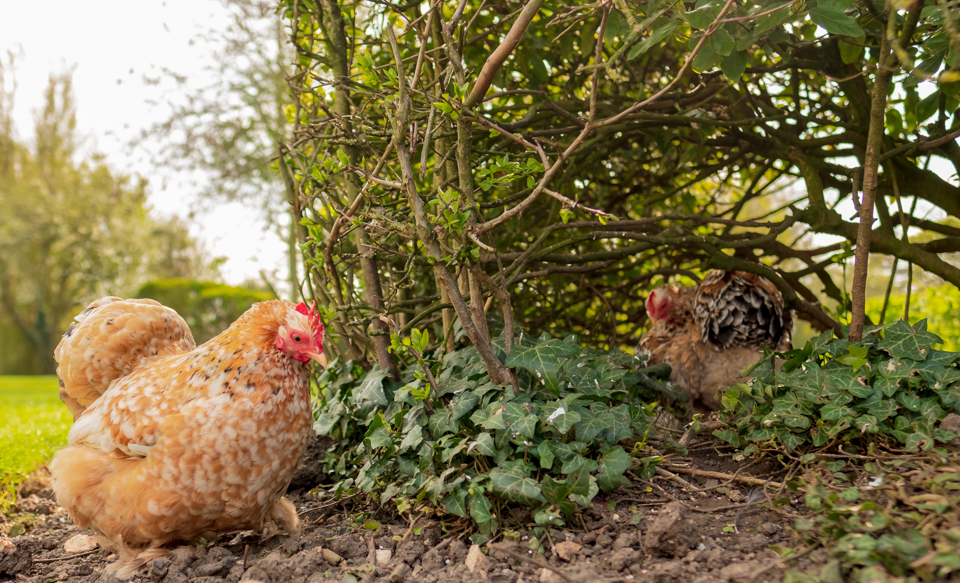 Do Chickens Feel Love?