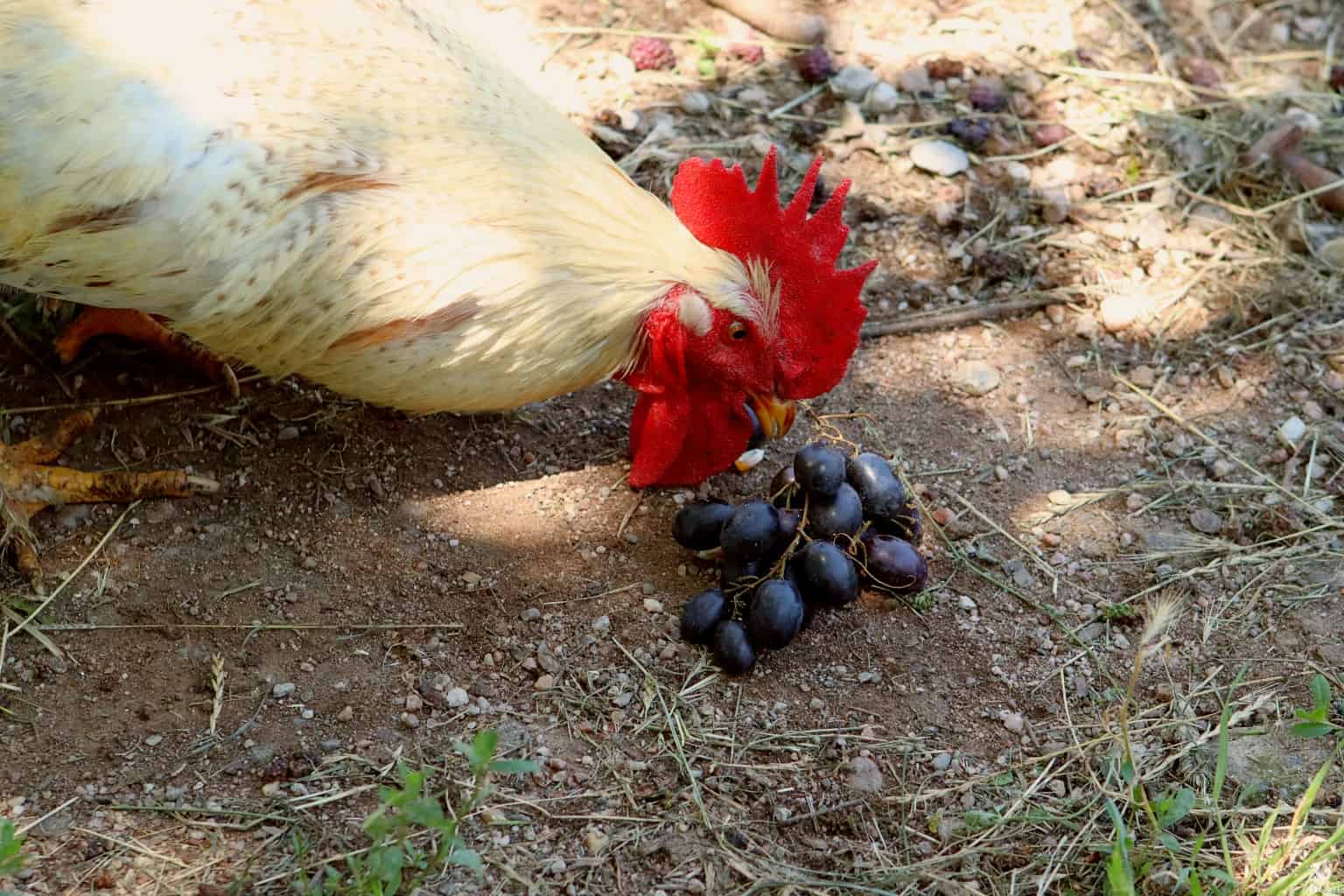 Do Chickens Like Grapes?