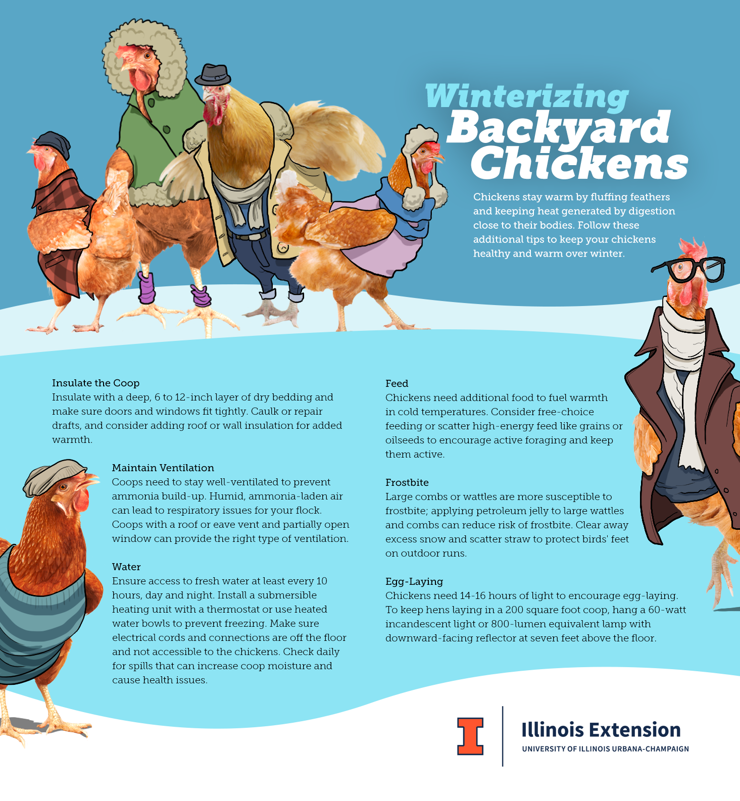 Do Chickens Need Heat In The Winter?