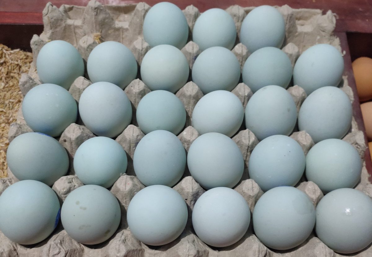 Egg Color In Easter Egger Chicken