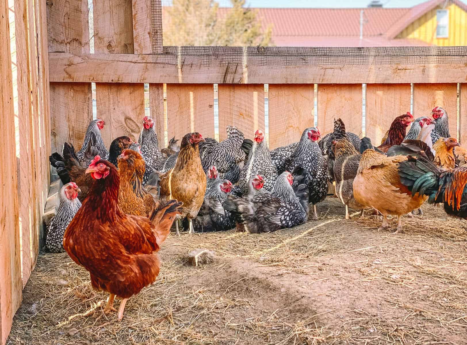 Egg-Laying Chickens