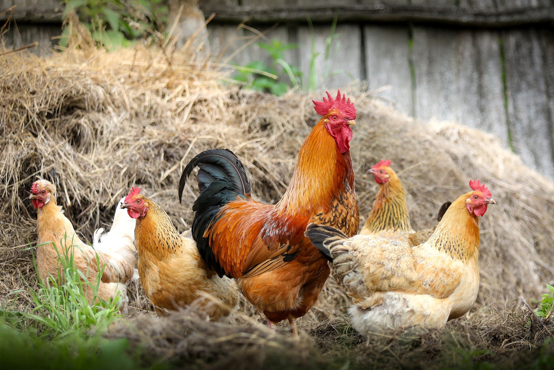 Egg-Laying Chickens