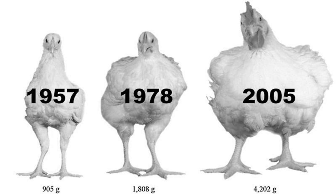 Evolution Of Chicken Breeds