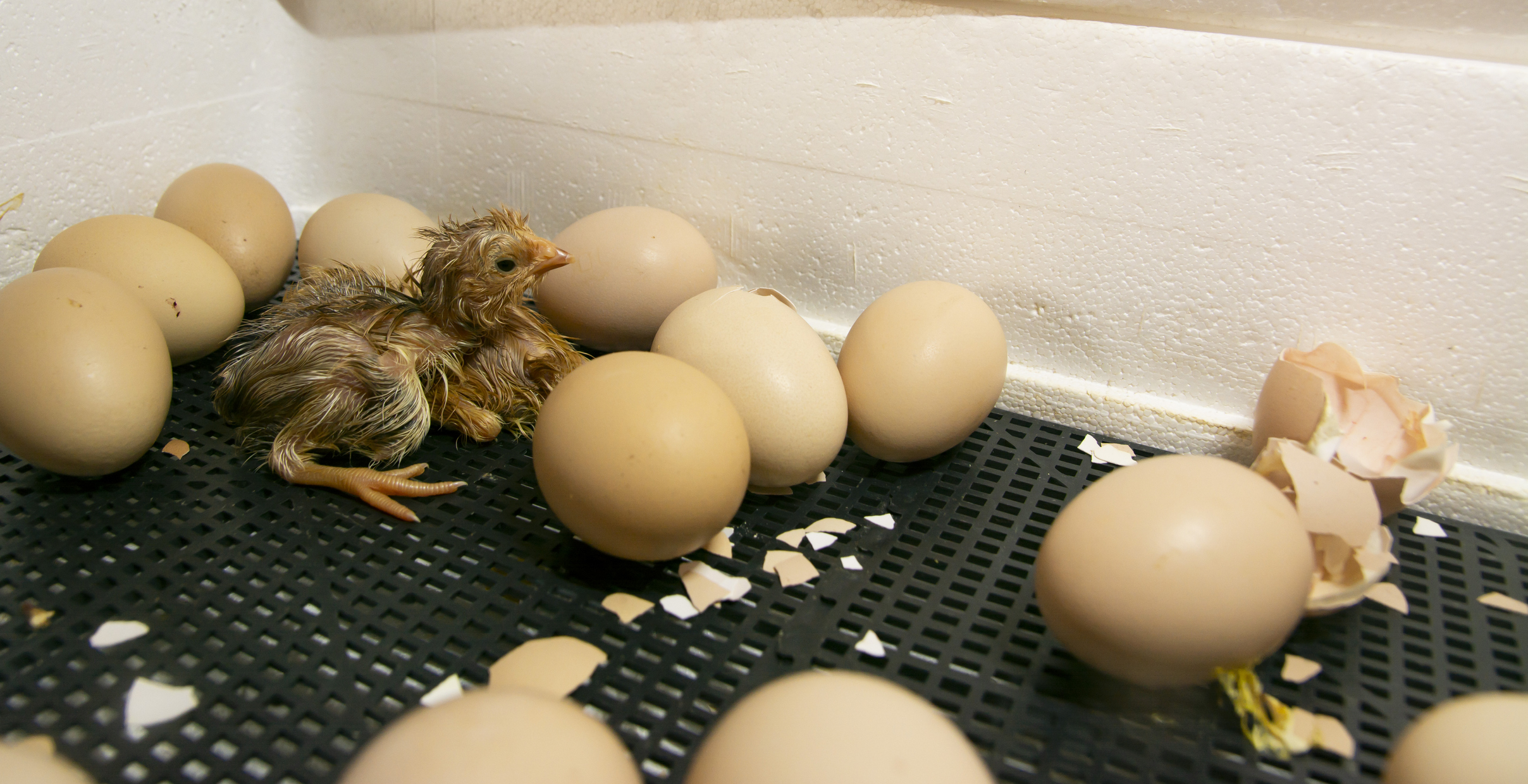 Examples Of Chickens Hatched Without Shell