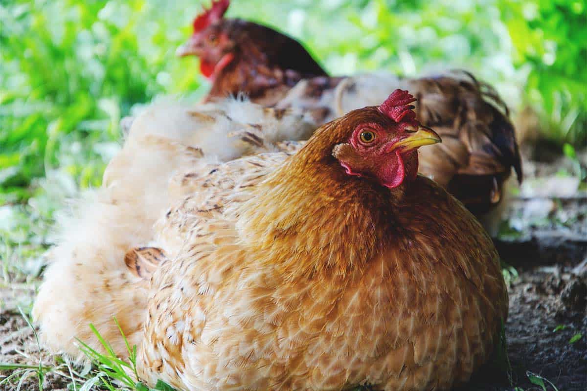 Factors Affecting A Chicken'S Lifespan