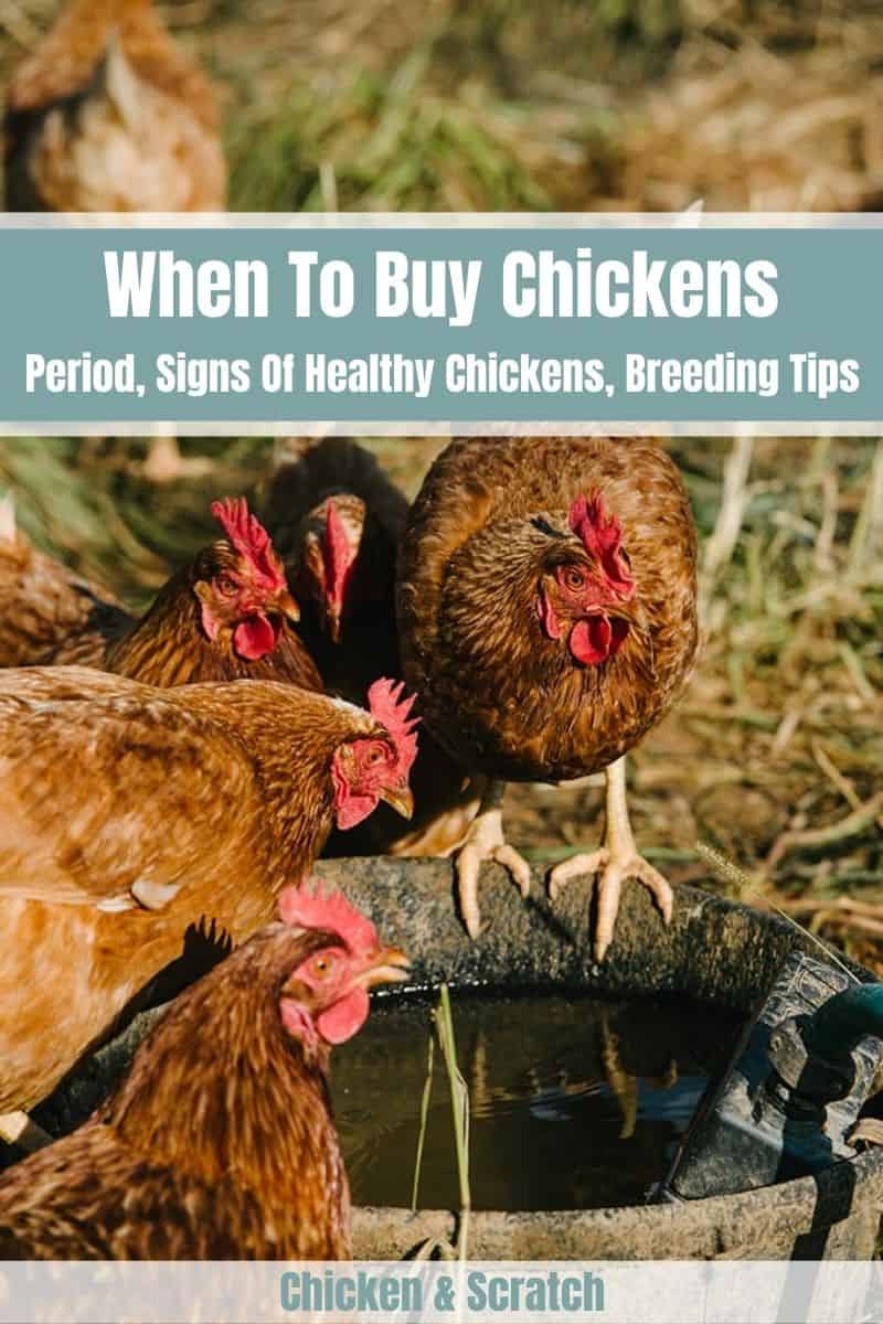 Factors Affecting The Perfect Time To Buy Chicks