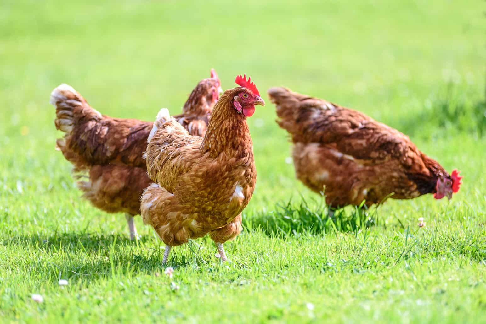 Factors That Affect Rooster Lifespan