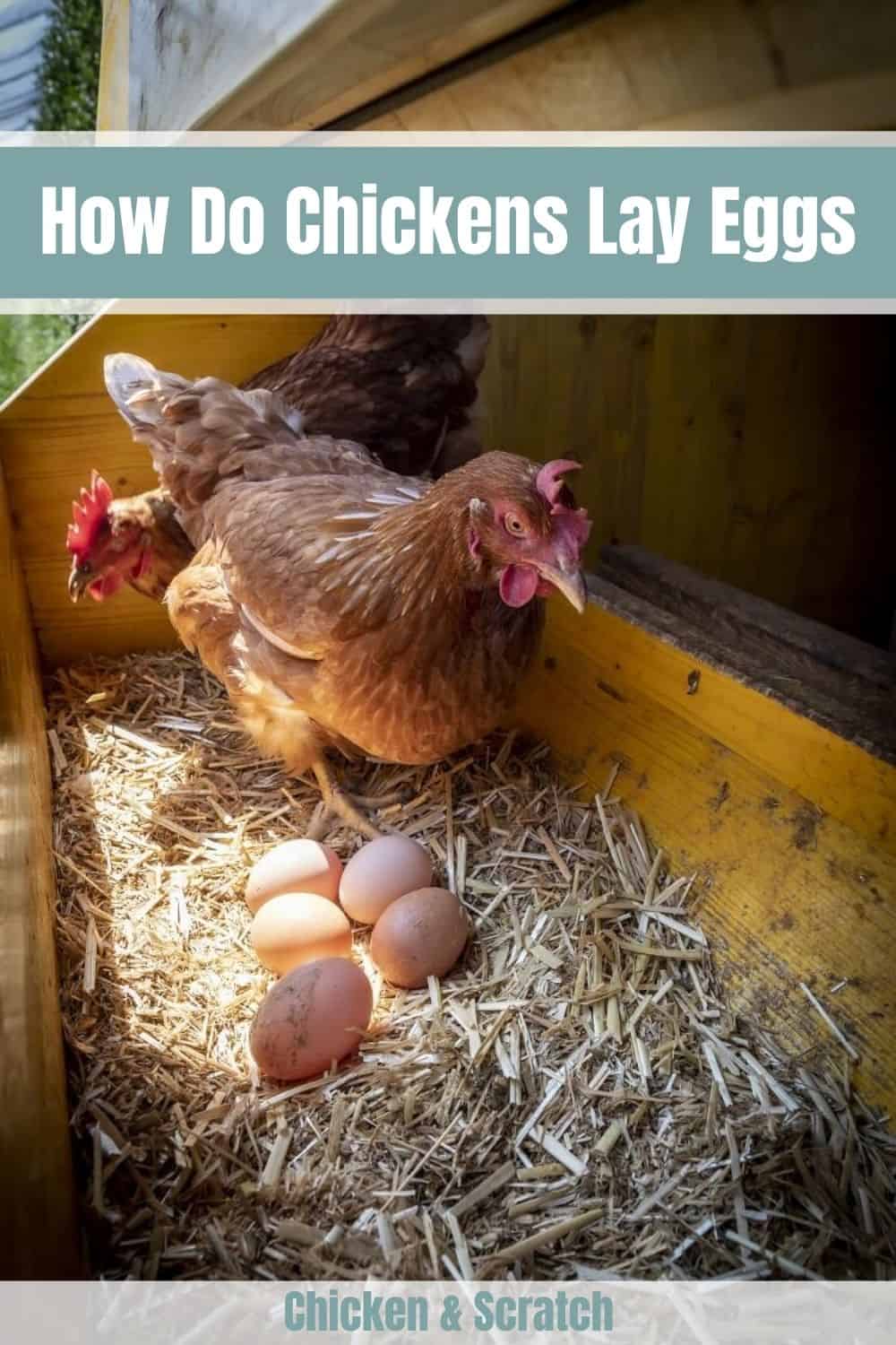 Factors That Affect The Number Of Eggs A Chicken Lays