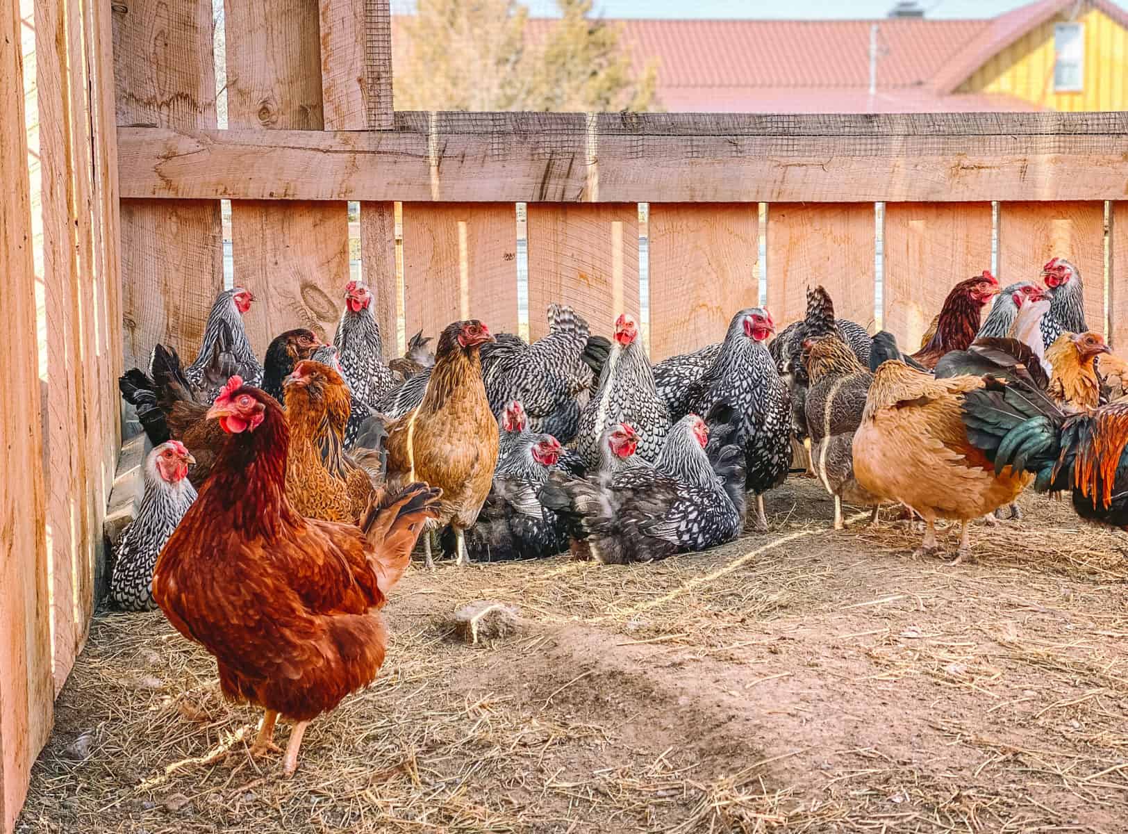 Factors To Consider Before Allowing Chicken To Lay Eggs Outside Coop