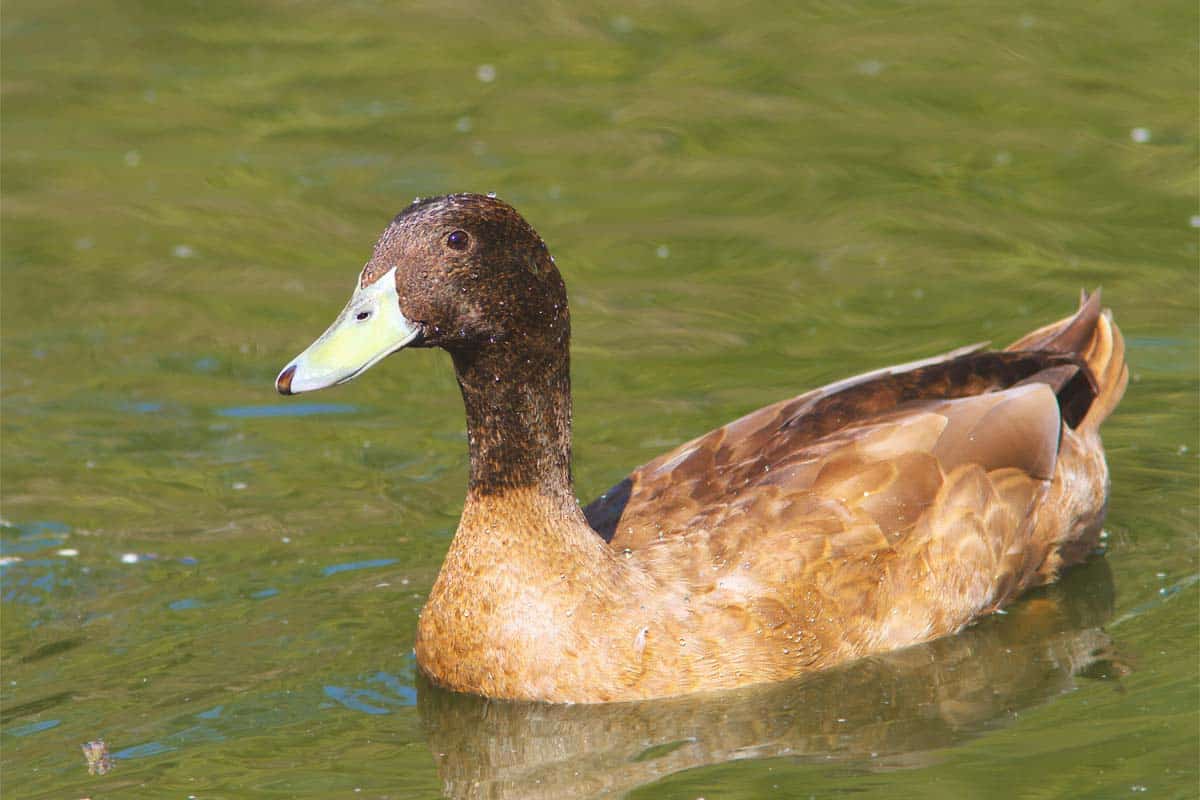 Feed For Khaki Campbell Ducks