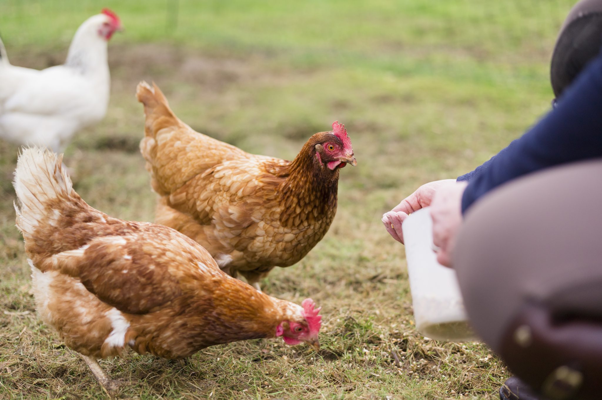 Feeding And Nutrition For Old Chickens