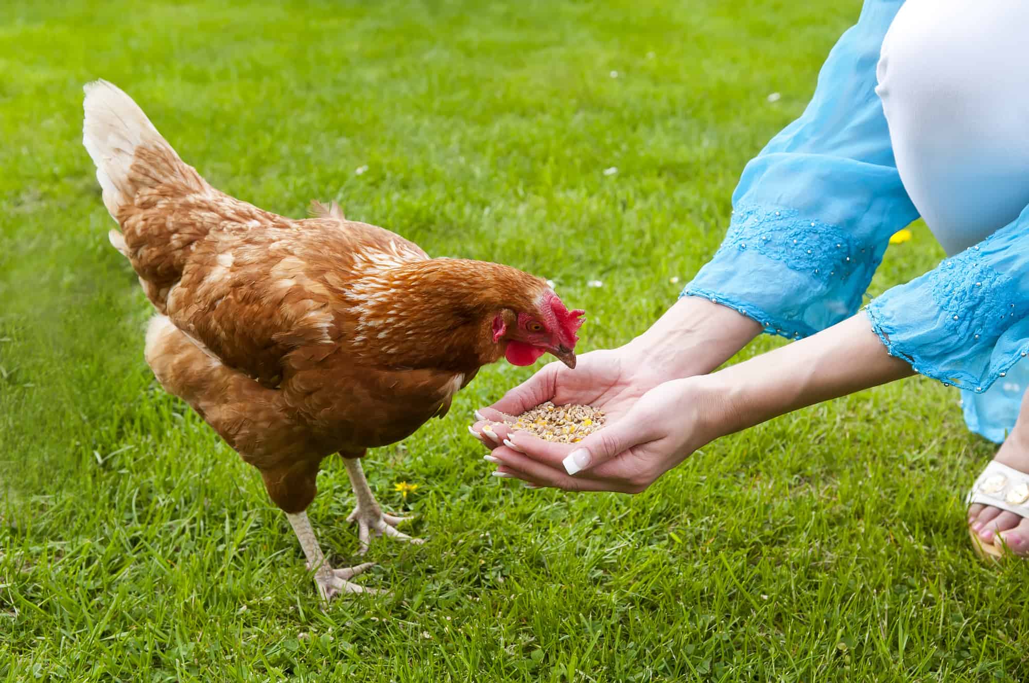 Feeding Chickens Eating Chickens