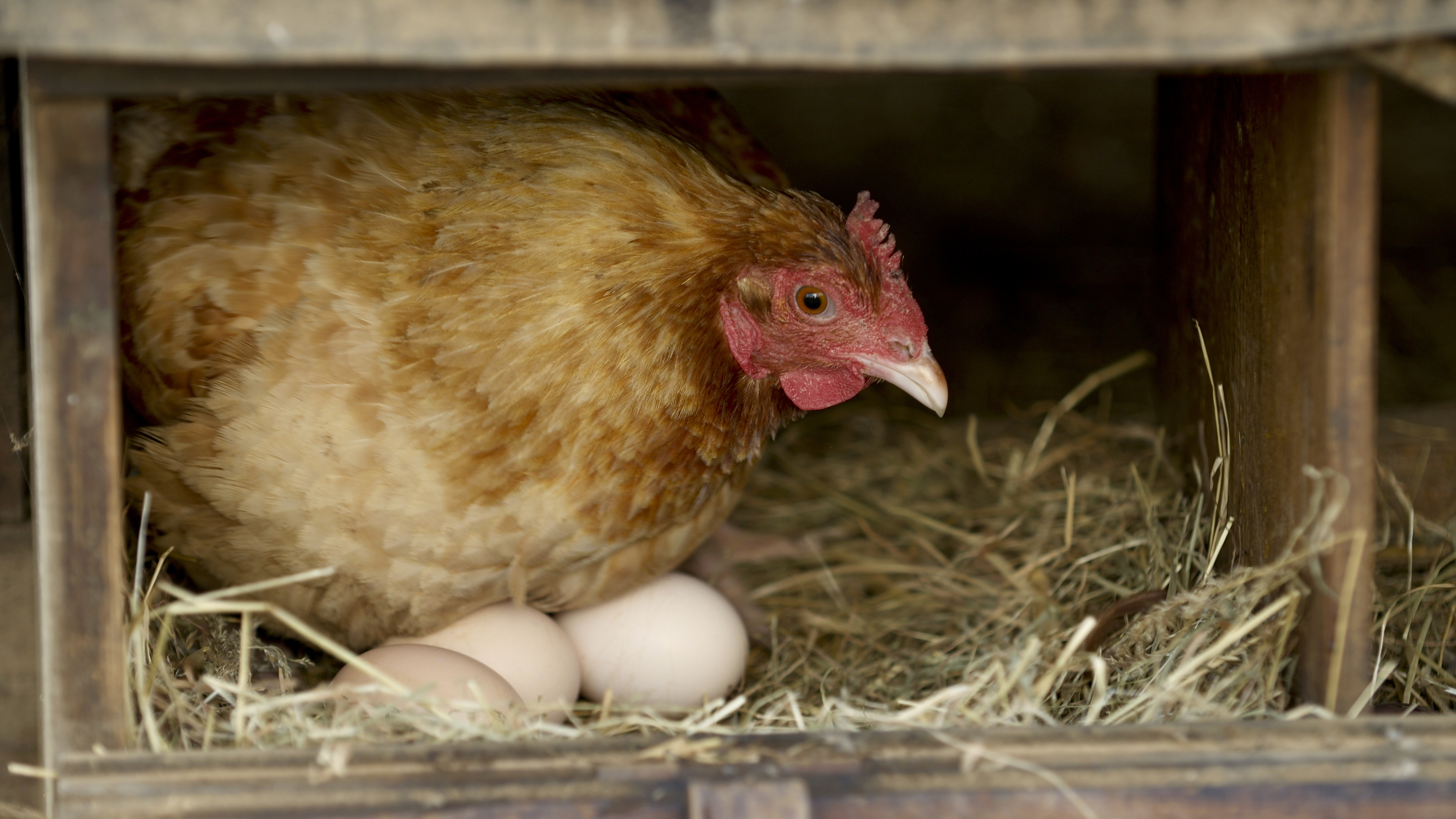 Feeding Eggs To Chickens