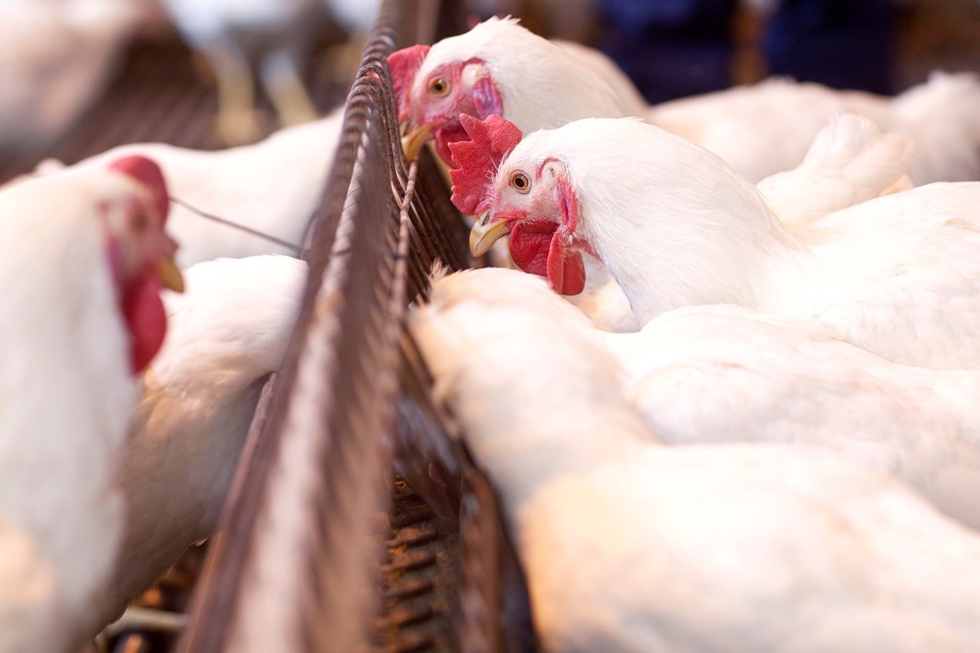 Feeding Practices For Optimal Chicken Husbandry