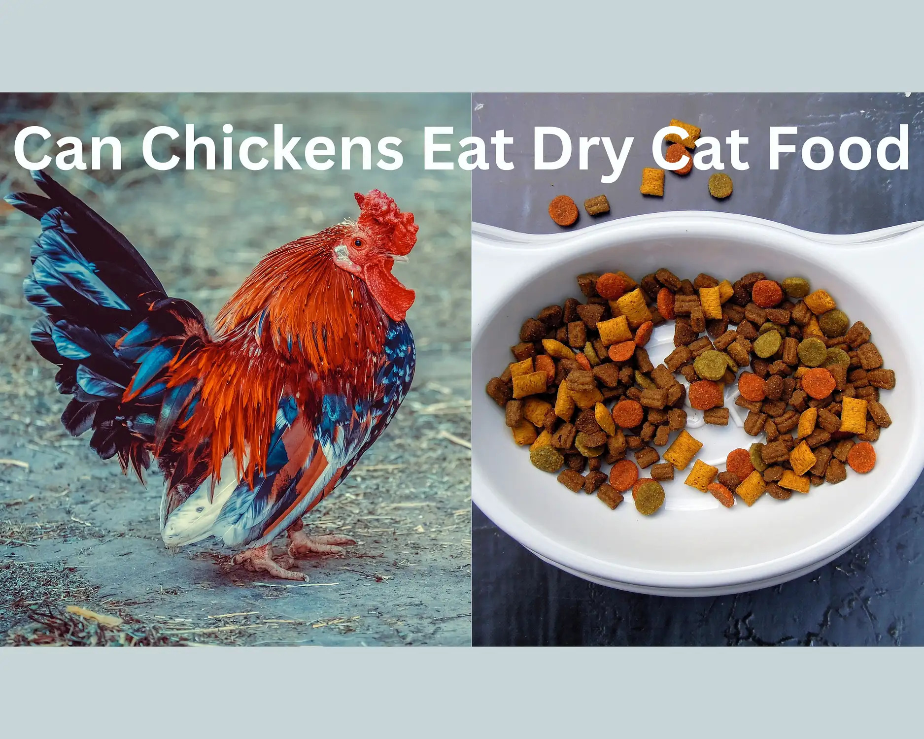 Frequency Of Feeding Chickens Cat Food